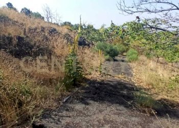 WhatsApp Image 2023-07-20 at 21.47.35 (2).jpeg - Terreno agricolo Via Nazario Sauro 51, Biancavilla - foto 13