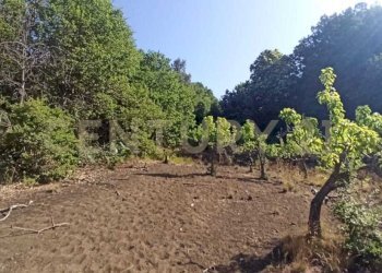 WhatsApp Image 2023-07-20 at 21.47.37.jpeg - Terreno agricolo Via Nazario Sauro 51, Biancavilla - foto 23