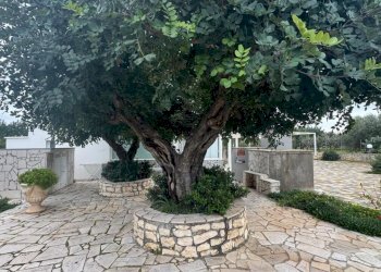 esterno - Villa contrada materdomini, Monopoli - foto 4