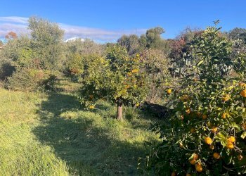 Giardino - Casa indipendente Via Roma
 
199, San Pietro Clarenza - foto 20
