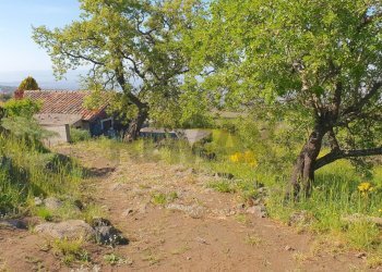 Giardino - Terreno agricolo CONTRADA MONTALTO (ZONA PRATER)
 
snc, Biancavilla - foto 3