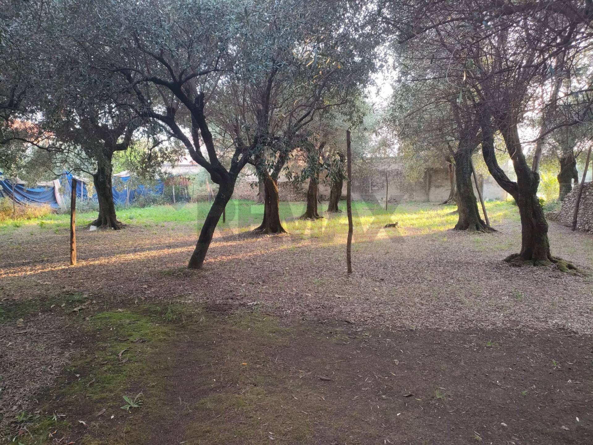 Giardino - Rustic VIA BOTTARI 65, Seravezza - photo 3