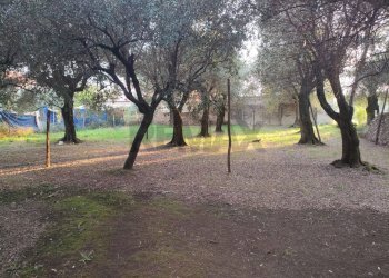 Giardino - Rustico VIA BOTTARI 65, Seravezza - foto 3