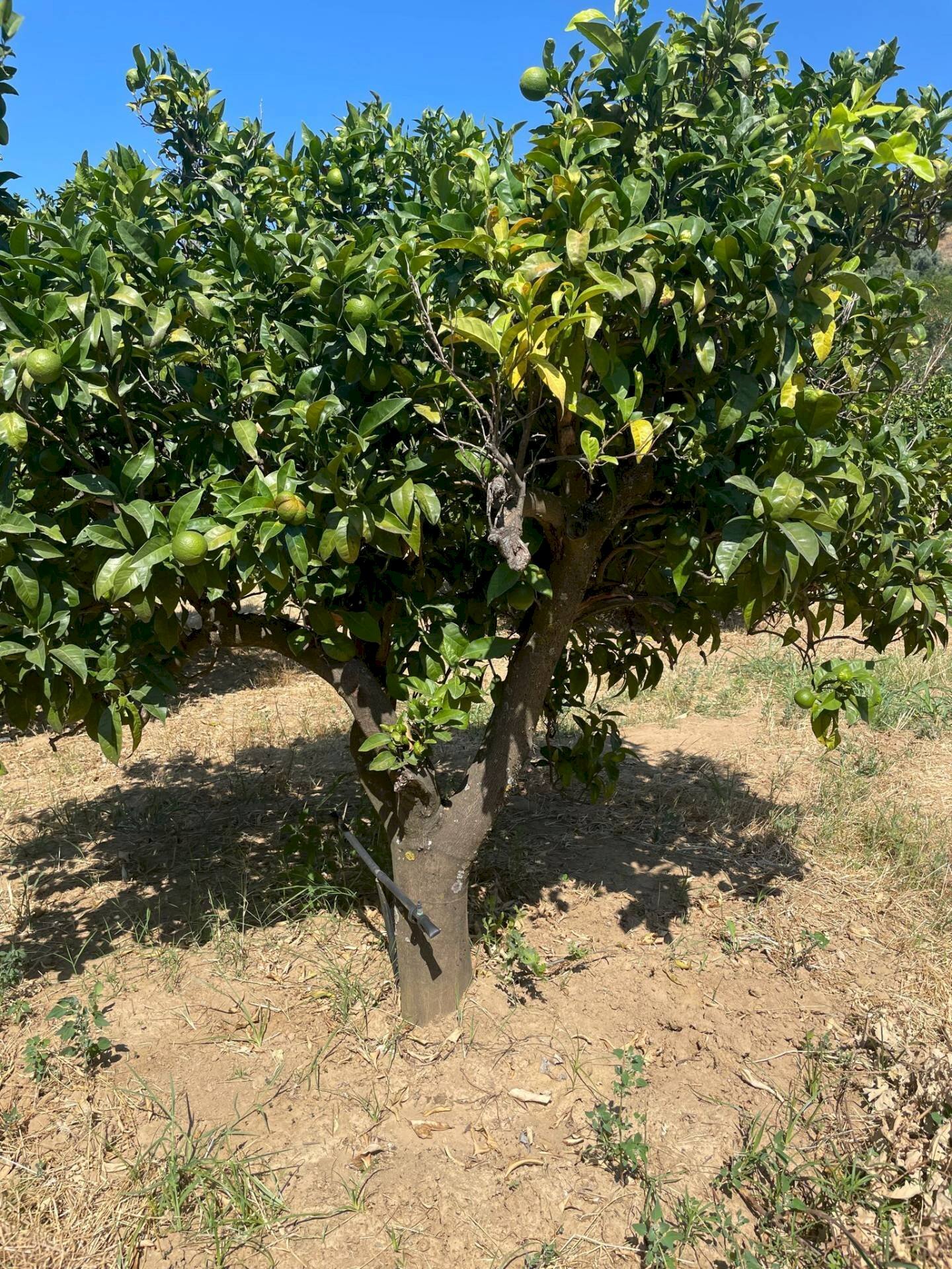 Giardino - Terreno agricolo Contrada Stoppellaro
 
SNC, San Demetrio Corone - foto 2