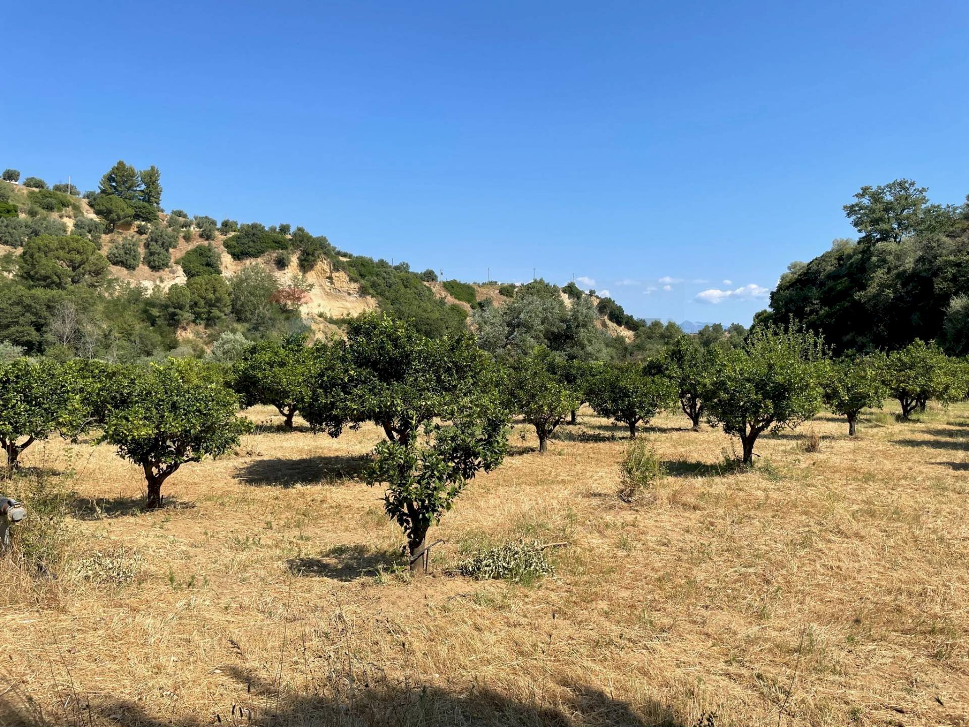 Vista delle montagne - Terreno agricolo Contrada Stoppellaro
 
SNC, San Demetrio Corone - foto 3