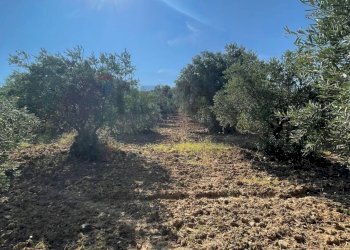 Giardino - Terreno agricolo Contrada Stoppellaro
SNC, San Demetrio Corone - foto 1