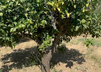 Giardino - Terreno agricolo Contrada Stoppellaro
SNC, San Demetrio Corone - foto 2