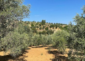 Giardino - Terreno agricolo Contrada Stoppellaro
SNC, San Demetrio Corone - foto 5