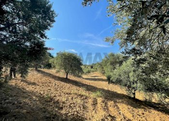 Giardino - Terreno agricolo Contrada Stoppellaro
SNC, San Demetrio Corone - foto 6