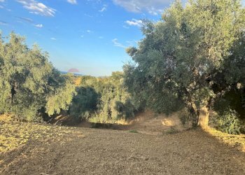 Giardino - Terreno agricolo C/da Muzzolito, Corigliano-Rossano - foto 11