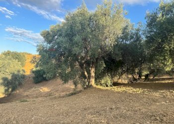 Giardino - Terreno agricolo C/da Muzzolito, Corigliano-Rossano - foto 12