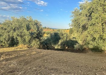 Giardino - Terreno agricolo C/da Muzzolito, Corigliano-Rossano - foto 13