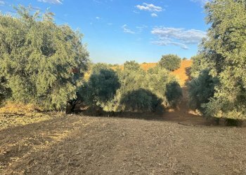 Giardino - Terreno agricolo C/da Muzzolito, Corigliano-Rossano - foto 14
