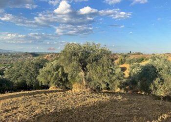 Vista delle montagne - Terreno agricolo C/da Muzzolito, Corigliano-Rossano - foto 15