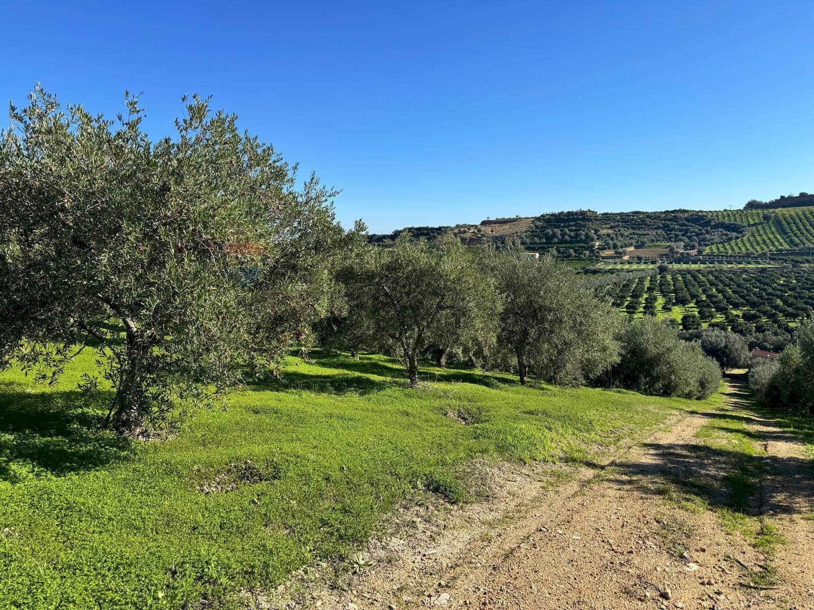 Vista delle montagne - Terreno agricolo CDA IRPIETRO, Corigliano-Rossano - foto 2