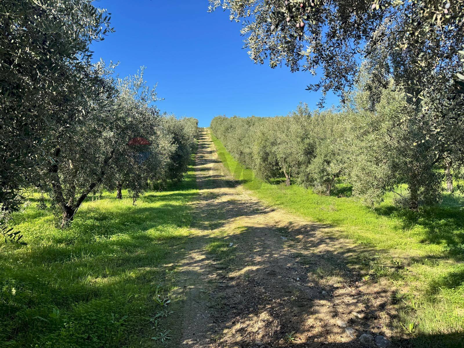 Giardino - Terreno agricolo CDA IRPIETRO, Corigliano-Rossano - foto 3