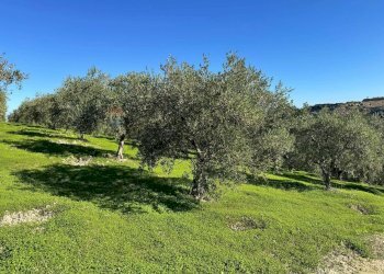 Giardino - Terreno agricolo CDA IRPIETRO, Corigliano-Rossano - foto 1