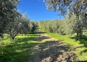 Giardino - Terreno agricolo CDA IRPIETRO, Corigliano-Rossano - foto 3