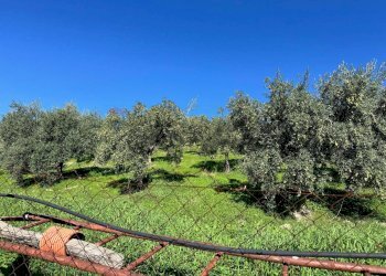 Giardino - Terreno agricolo CDA IRPIETRO, Corigliano-Rossano - foto 9