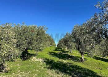 Giardino - Terreno agricolo CDA IRPIETRO, Corigliano-Rossano - foto 12