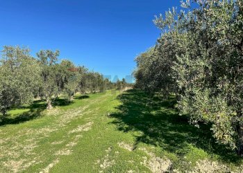 Giardino - Terreno agricolo CDA IRPIETRO, Corigliano-Rossano - foto 13