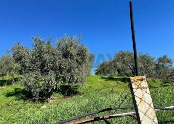 Giardino - Terreno agricolo CDA IRPIETRO, Corigliano-Rossano - foto 18