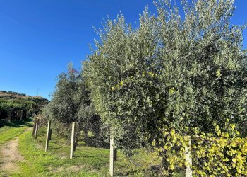Giardino - Terreno agricolo CDA IRPIETRO, Corigliano-Rossano - foto 19