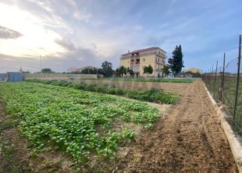 Giardino - Terreno agricolo Via Fiume Crati, Corigliano-Rossano - foto 6