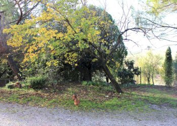 Giardino - Rustic Via D'Ormicello
 
35, Empoli - photo 30