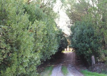 Giardino - Rustic Via D'Ormicello
 
35, Empoli - photo 78