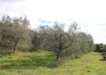 oliveta - Rustic Via D'Ormicello
 
35, Empoli - photo 80