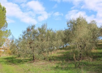 oliveta - Rustic Via D'Ormicello
 
35, Empoli - photo 81