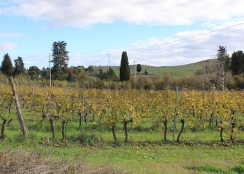 vigneto - Rustic Via D'Ormicello
 
35, Empoli - photo 83