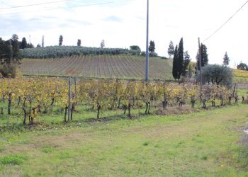 vigneto - Rustic Via D'Ormicello
 
35, Empoli - photo 84