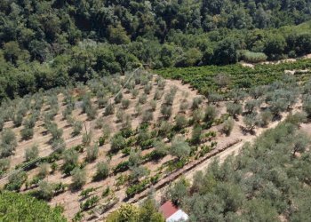 Panoramica podere - Rustic Via Di S.Amato
 
15, Vinci - photo 26