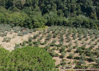 podere - Rustic Via Di S.Amato
 
15, Vinci - photo 27