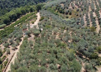 panoramica - Rustic Via Di S.Amato
 
15, Vinci - photo 29