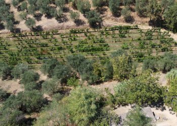 panoramica  vigneto - Rustic Via Di S.Amato
 
15, Vinci - photo 30