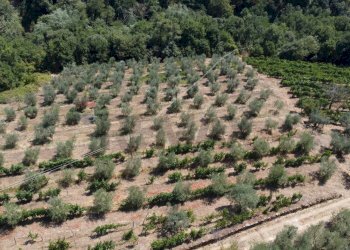 panoramica - Rustic Via Di S.Amato
 
15, Vinci - photo 33