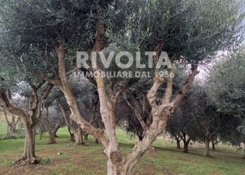 Foto 19 - Villa Capalbio - foto 19