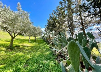 Foto 4 - Villa contrada Grotticelli, Castellammare del Golfo - photo 4