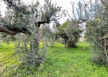 Foto 49 - Rustico C/da Fraginesi
 
snc, Castellammare del Golfo - foto 49