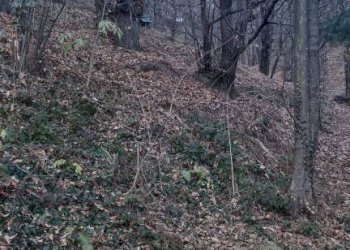 Terreno - Rustico via San Giuseppe, Roccaforte Mondovì - foto 18