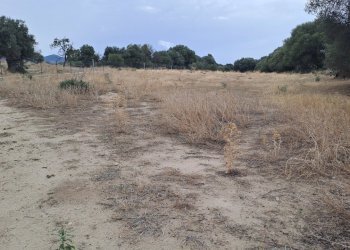 confine lato est (2).jpg - Terreno agricolo Quartucciu - foto 10