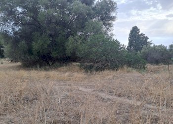 confine lato ovest.jpg - Terreno agricolo Quartucciu - foto 11