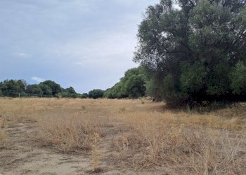 verso il centro (2).jpg - Terreno agricolo Quartucciu - foto 13
