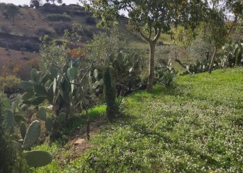 Giardino - Rustico contrada fegotello, Piazza Armerina - foto 29