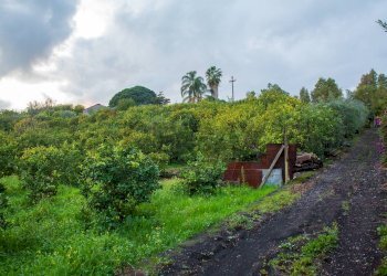 Giardino - Terreno agricolo Via Caramma, Santa Venerina - foto 3