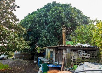 Giardino - Terreno agricolo Via Caramma, Santa Venerina - foto 7