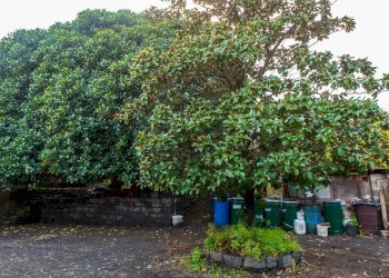 Giardino - Terreno agricolo Via Caramma, Santa Venerina - foto 8